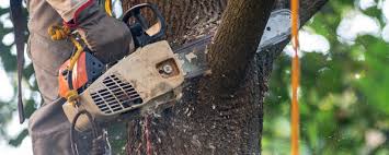 Best Lawn Maintenance Plans  in Fruit Hill, OH