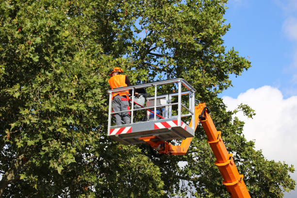 Best Tree Risk Assessment  in Fruit Hill, OH