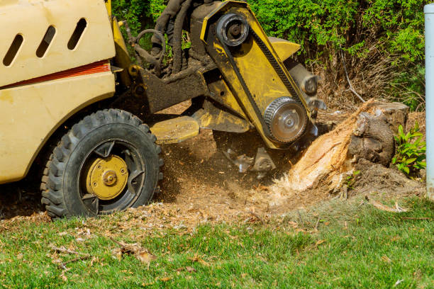 Best Tree Maintenance Programs  in Fruit Hill, OH