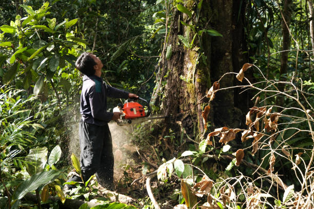 Best Root Management and Removal  in Fruit Hill, OH