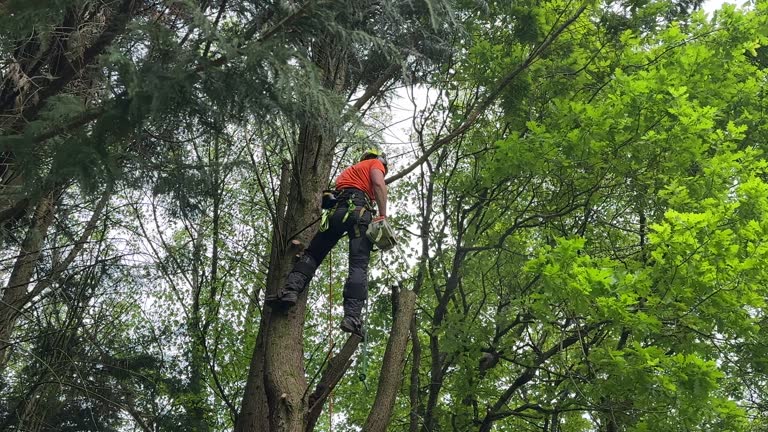 Best Lawn Disease Treatment  in Fruit Hill, OH