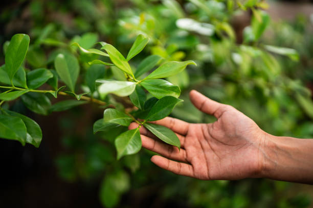 Best Lawn Watering Services  in Fruit Hill, OH