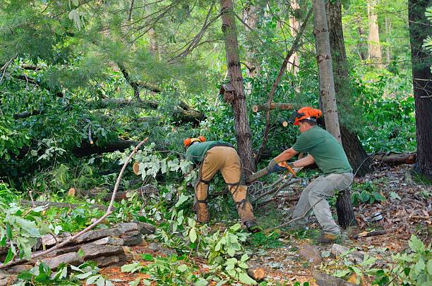 Best Leaf Removal  in Fruit Hill, OH