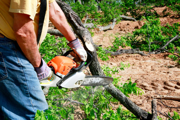 Best Commercial Tree Services  in Fruit Hill, OH