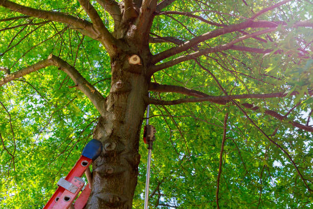 Best Tree Cabling and Bracing  in Fruit Hill, OH